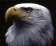 eagles